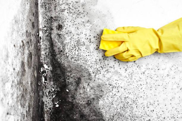  Wales, WI Mold Removal Pros