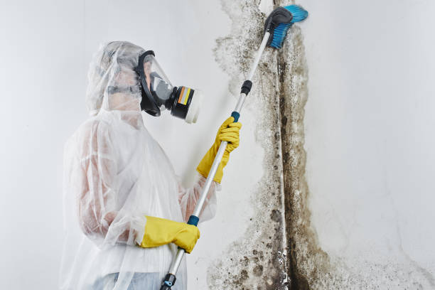 Best Black Mold Remediation in Wales, WI