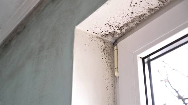 Best Basement Mold Remediation in Wales, WI