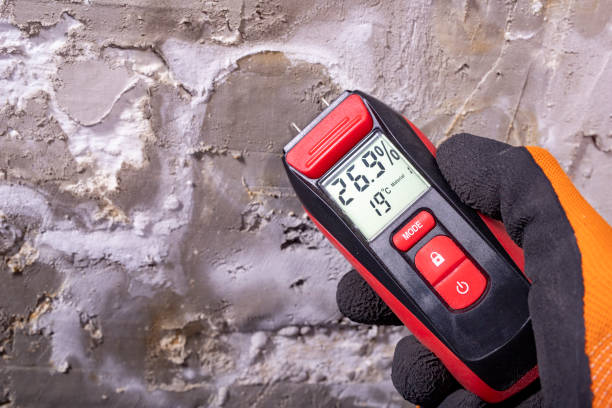 Best White Mold Remediation in Wales, WI