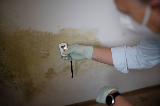 Best DIY Mold Remediation Support Services in Wales, WI