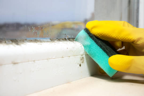 Best Commercial Mold Remediation in Wales, WI