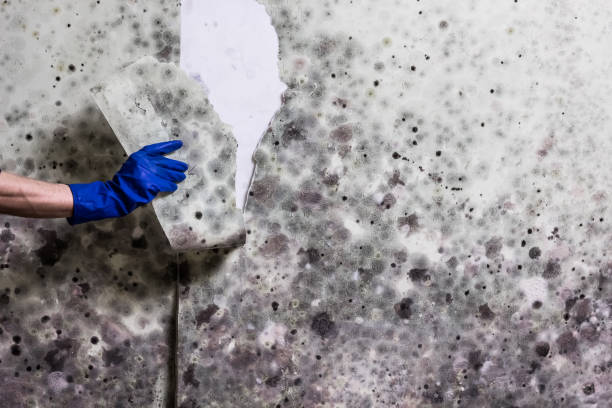 Reliable Wales, WI Mold Remediation Solutions