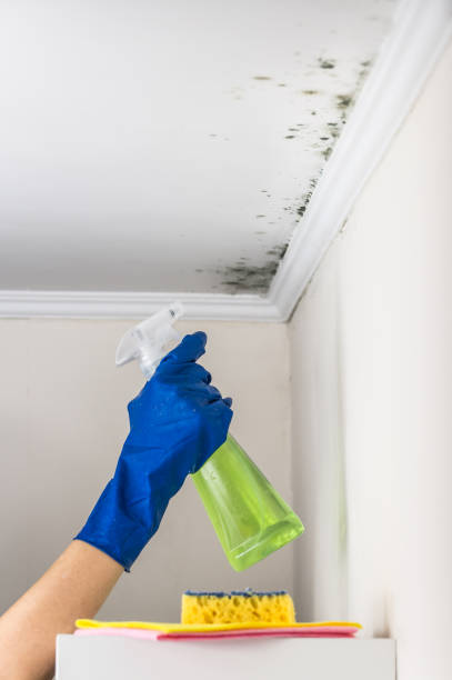 Best Bathroom Mold Remediation in Wales, WI